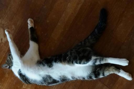 ねこ 寝姿 ねこ 寝姿 の写真