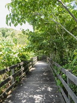 Photo, wooden road, park, green, 