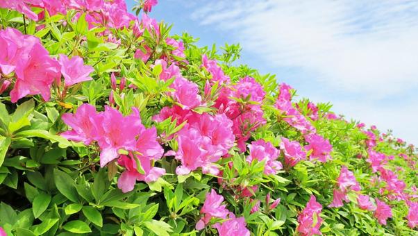 青空と満開のつつじの景色 つつじ,花,新緑の写真素材