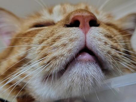 Approaching the nose, JPG