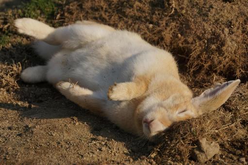 広島県大久野島で眠るウサギ10 うさぎ,睡眠,寝るの写真素材