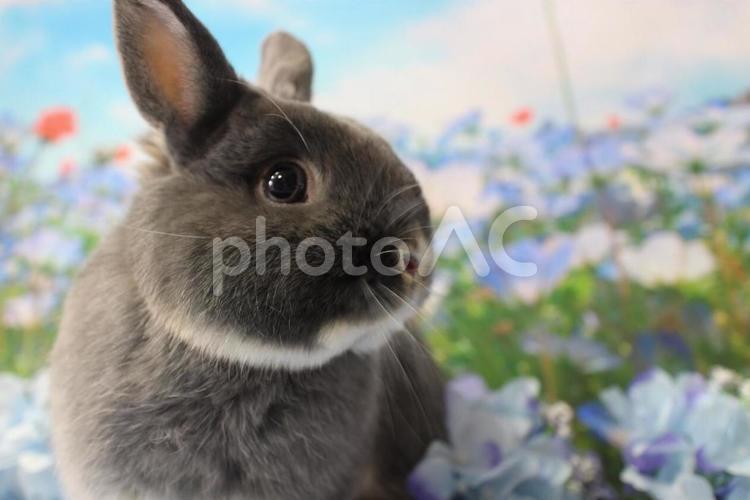ネモフィラとうさぎ② ネモフィラ,5月,うさぎの写真素材