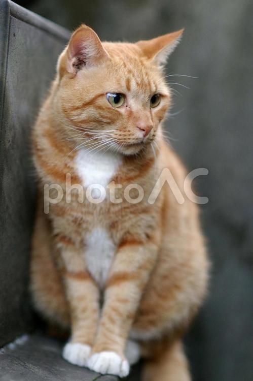 見つめる墓地の茶トラ猫③ ネコ,ノラ猫,茶トラ猫の写真素材