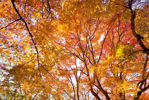 紅葉 紅葉 紅葉,もみじ,秋の写真素材