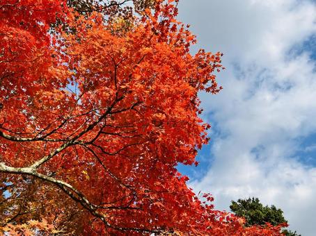 燃えるような真っ赤な紅葉の木 もみじ,紅葉,秋の写真素材