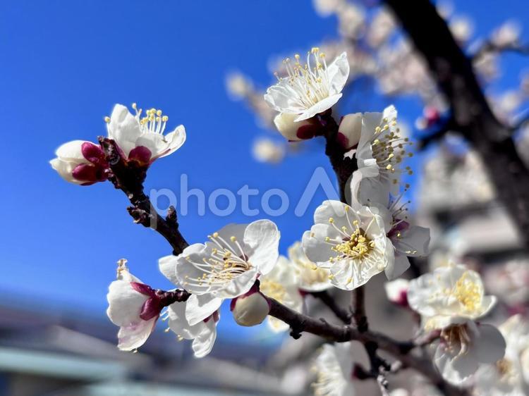白の梅の花(白梅) 梅,白梅,ウメの写真素材