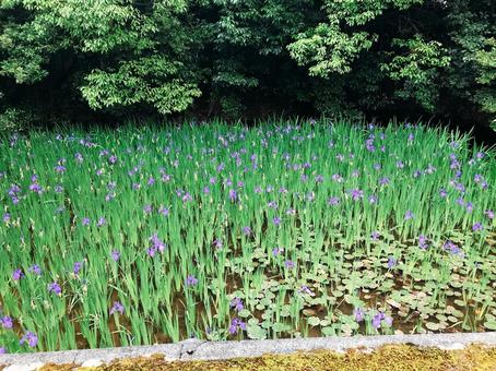 菖蒲 菖蒲 自然,花,景色の写真素材