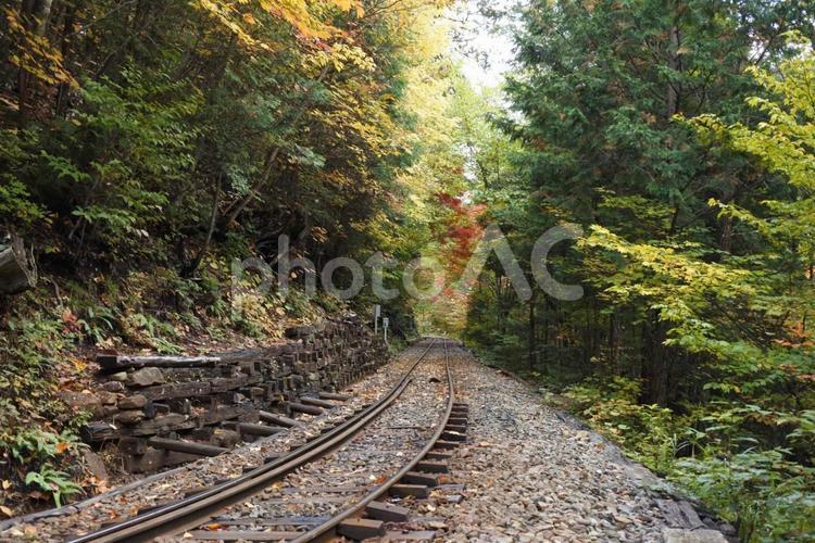 森と線路 秋,自然,木の写真素材