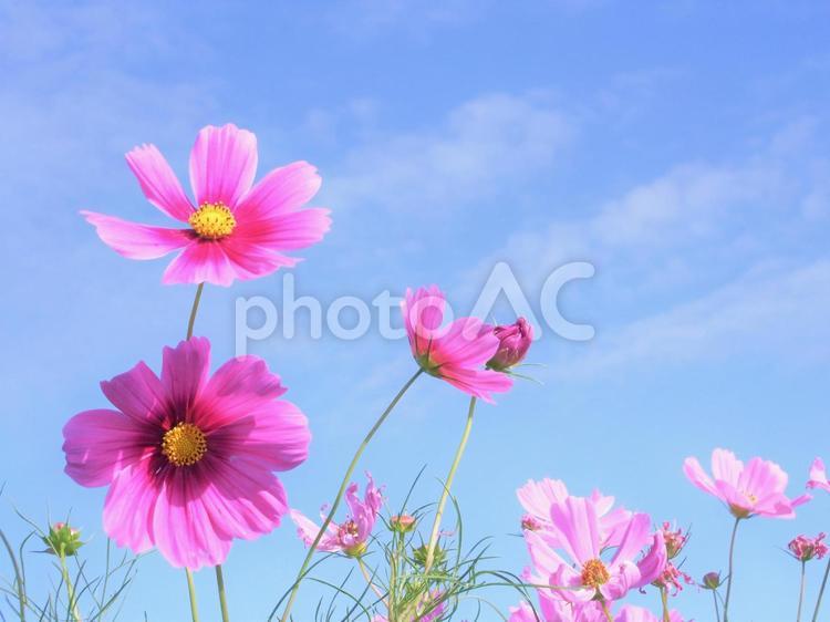のどかな秋空とコスモスの可憐な花 コスモス,空,青空の写真素材