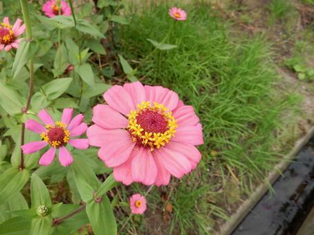 【花の写真】 ヒャクニチソウ（百日草） 百日草,ヒャクニチソウ,植物の写真素材