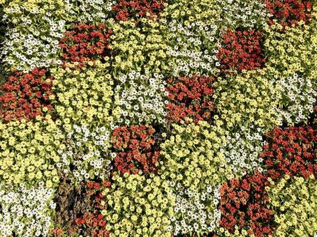 花畑一面に咲く色とりどりのジニア 花畑一面に咲く色とりどりのジニアの写真