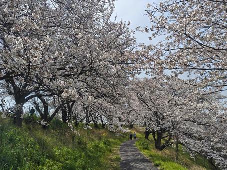 Photo, sakura, spring, pink, 