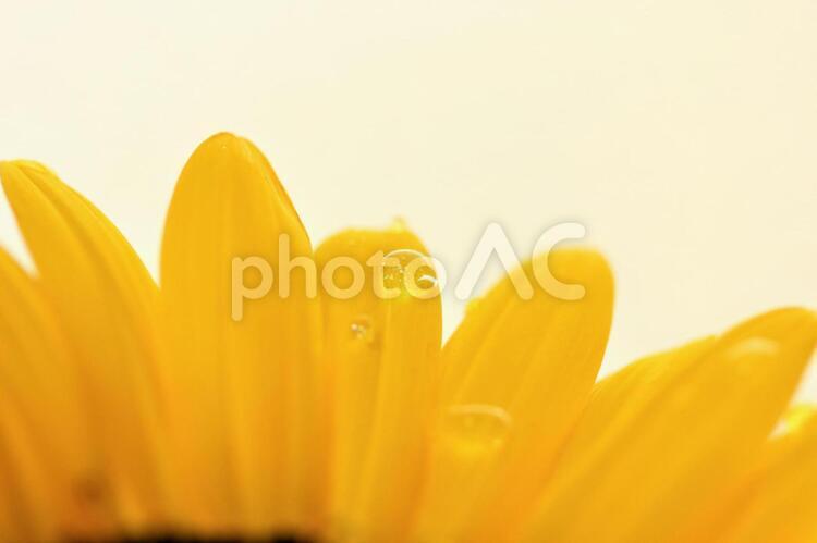 ひまわりの花びらと水滴 ひまわり,花びら,背景の写真素材