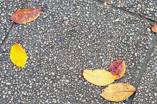 路上の落ち葉の写真 秋,落ち葉,路上の写真素材