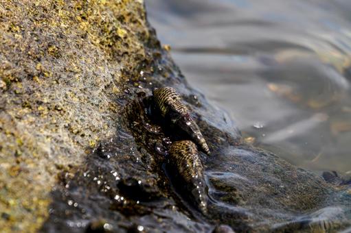 Photo, tideland, creatures, sea urchin, 