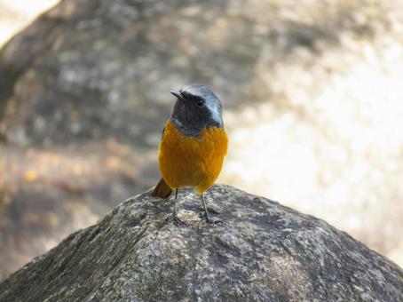 岩の上に降りたジョウビタキのオス 岩の上に降りたジョウビタキのオス ジョウビタキ,野鳥,動物の写真素材