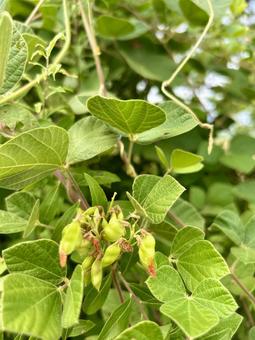 タンキリマメの青い実 タンキリマメの青い実 雑草,タンキリマメ,豆の写真素材