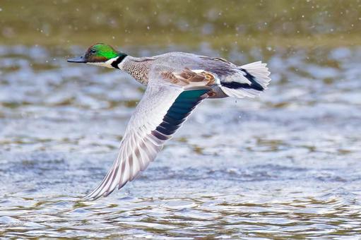 羽ばたき飛行するヨシガモのエクリプス後期 ヨシガモ,葦鴨,エクリプスの写真素材