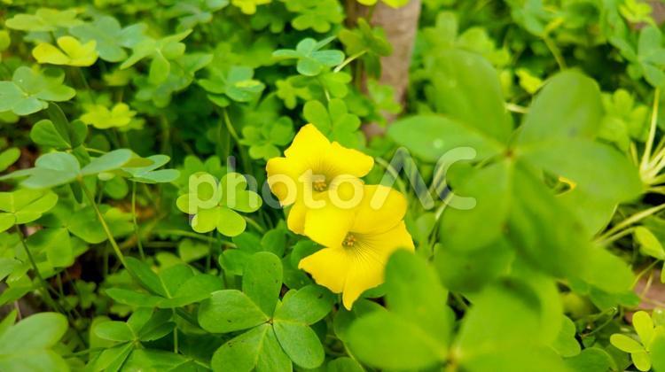 自然の中のカタバミ カタバミ,春,風景の写真素材