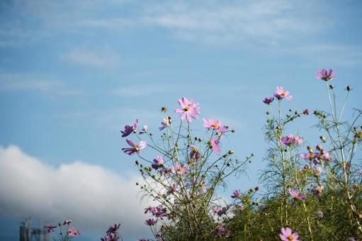 空を背景に咲き誇るコスモスの風景 空を背景に咲き誇るコスモスの風景 コスモス,秋桜,花の写真素材