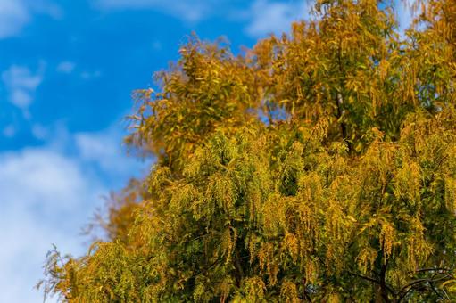青空とメタセコイア 秋,秋のイメージ,青空の写真素材