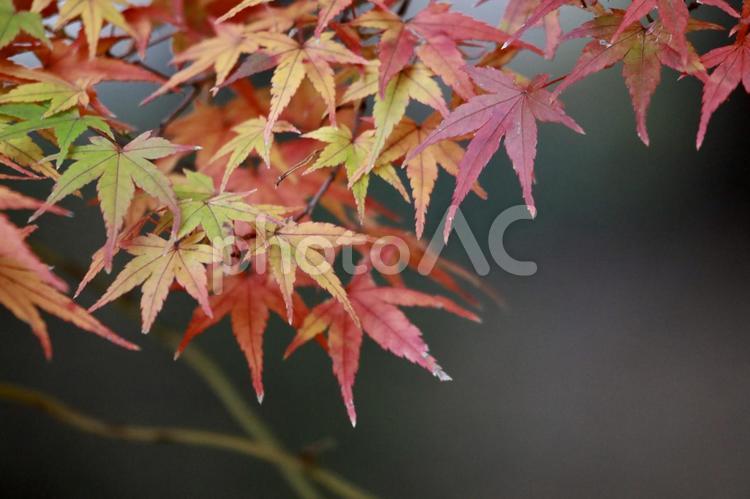 秋のもみじ 秋色,秋イメージ,木の写真素材