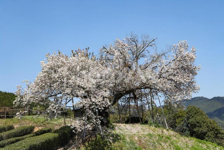 嬉野の百年桜 桜,一本桜,百年桜の写真素材
