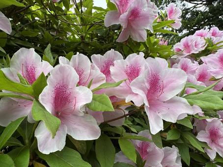 Photo, azalea, পিঙ্ক ফুল, স্প্রিং ফুল, 