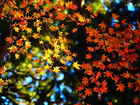 紅葉（筑波山） 紅葉,秋,10月の写真素材