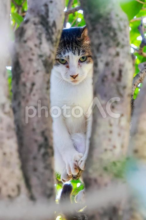 木の奥からこちらを見る猫 猫,動物,可愛いの写真素材