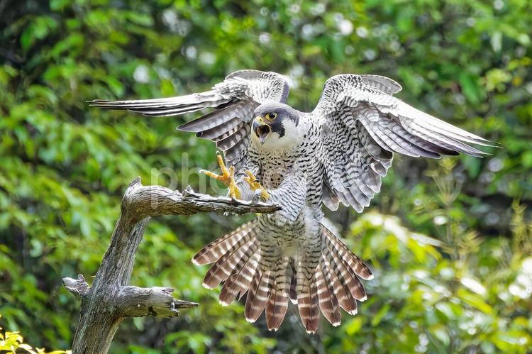 木の先端に留まろうとするハヤブサ はやぶさ,ハヤブサ,隼の写真素材
