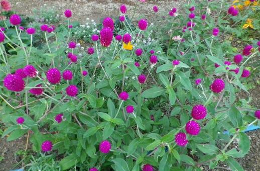 花 花,紫,道路の写真素材
