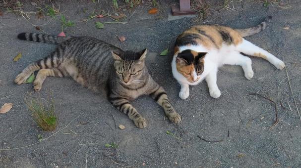 Two friendly calico cats enjoying the cool evening breeze, JPG
