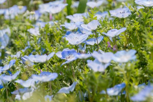 やさしい風に揺れるネモフィラの花たち やさしい風に揺れるネモフィラの花たちの写真