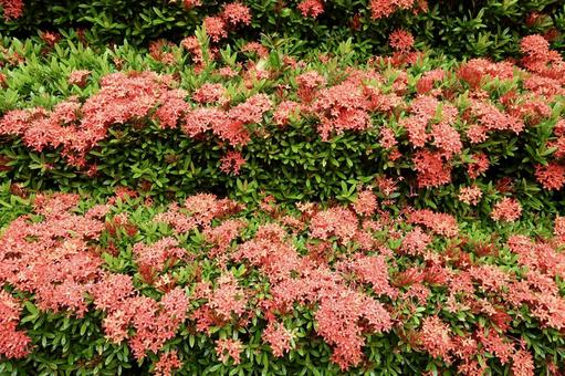 Santanka red flower hedge, JPG