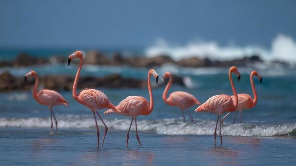 波打ち際に佇む、ピンクのフラミンゴの群れ 波打ち際に佇む、ピンクのフラミンゴの群れの写真