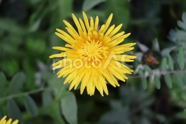 黄色い花びらのたんぽぽの花のアップ 黄色い,花びら,たんぽぽの写真素材