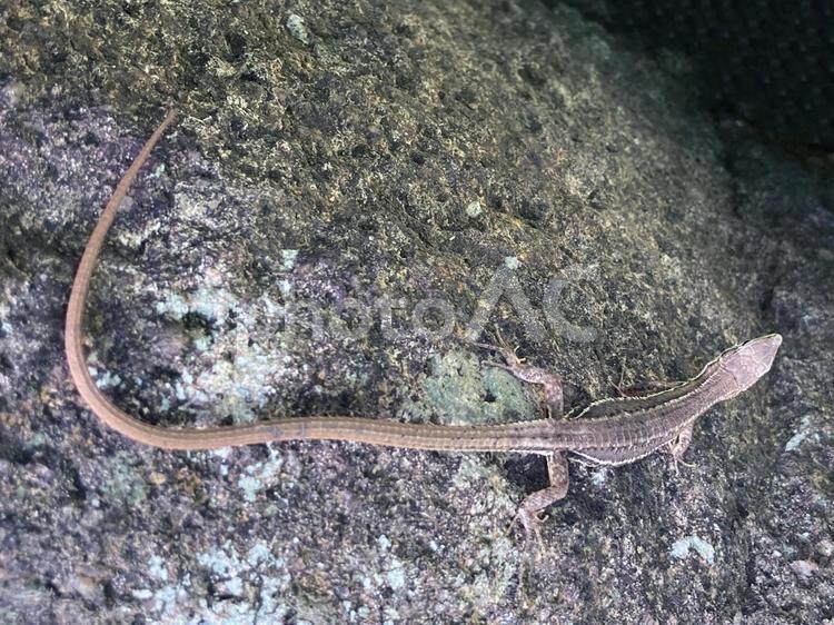 カナヘビ カナヘビ,トカゲ,爬虫類の写真素材