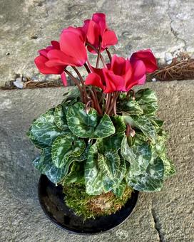 花★苔玉＆シクラメン（こけだま） こけだま,シクラメン,苔玉の写真素材