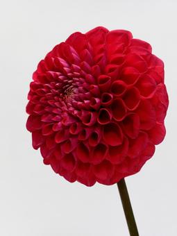 赤色のダリアの花 赤色のダリアの花 花,ダリア,植物の写真素材