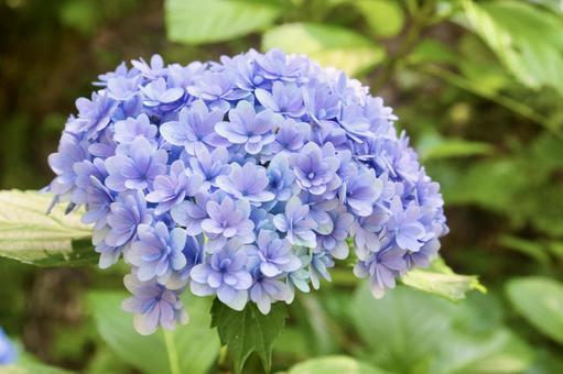 紫陽花 13 紫陽花 13 アジサイ科,景色,はなの写真素材