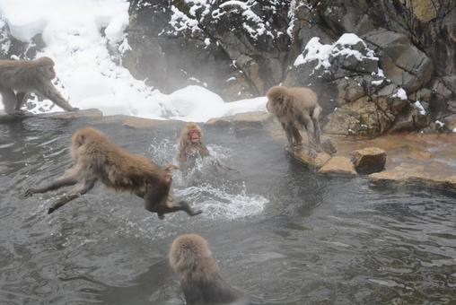 snow monkey's snow monkey'sの写真