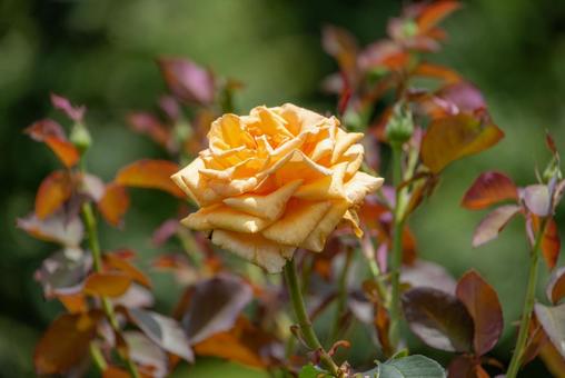 綺麗に咲いた薔薇の花 綺麗に咲いた薔薇の花の写真