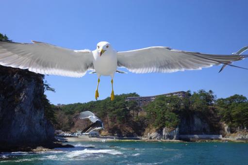 海ねこ 海,空,かもめの写真素材