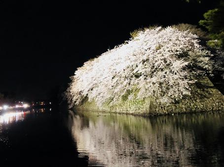 夜桜 夜桜,桜,夜の写真素材