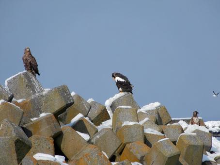 冬の知床のオオワシとオジロワシ 鷲,ワシ,猛禽類の写真素材