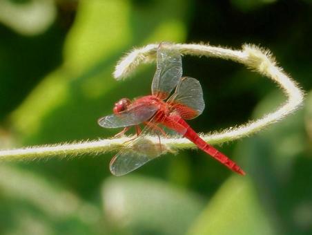 Photo, shoujo dragonfly, dragonfly dragonfly, male, 