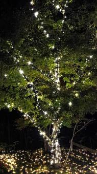 虹の郷　イルミネーション イルミネーション,クリスマス,夜景の写真素材