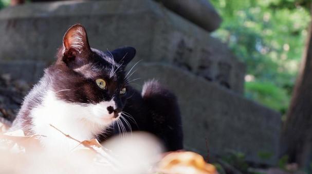 黒猫 黒猫の写真