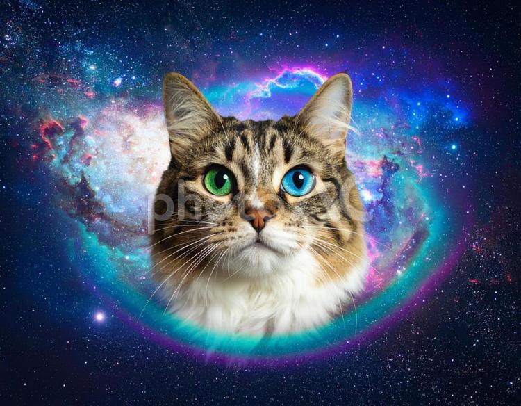 宇宙と猫 猫,宇宙,銀河の写真素材